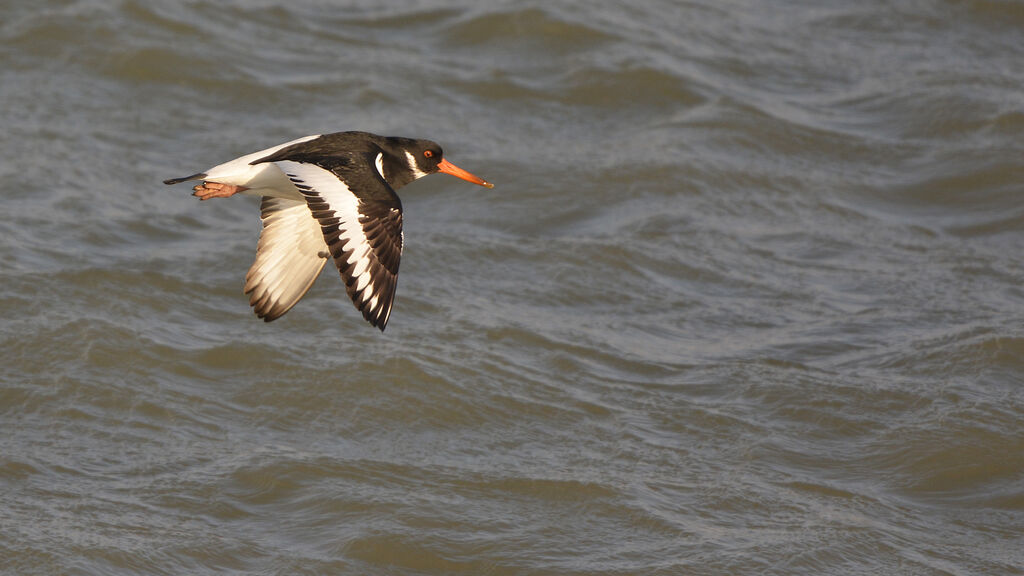 Eurasian Oystercatcheradult post breeding, Flight