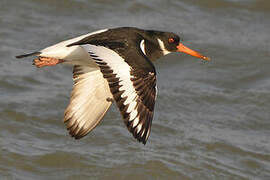 Eurasian Oystercatcher