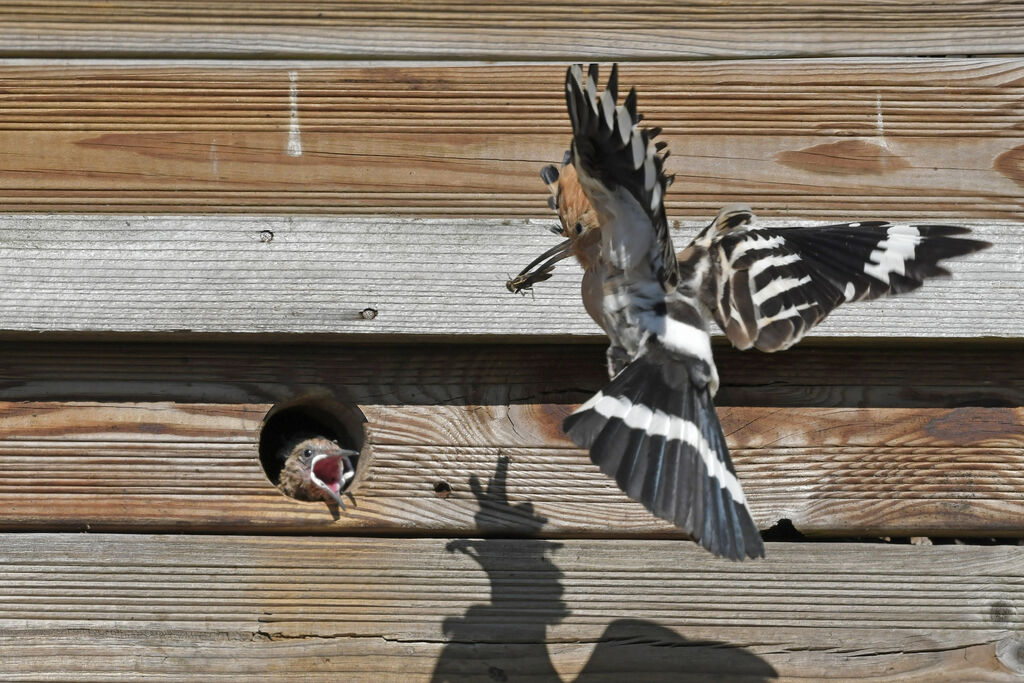 Huppe fasciée, identification, régime