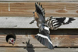 Eurasian Hoopoe