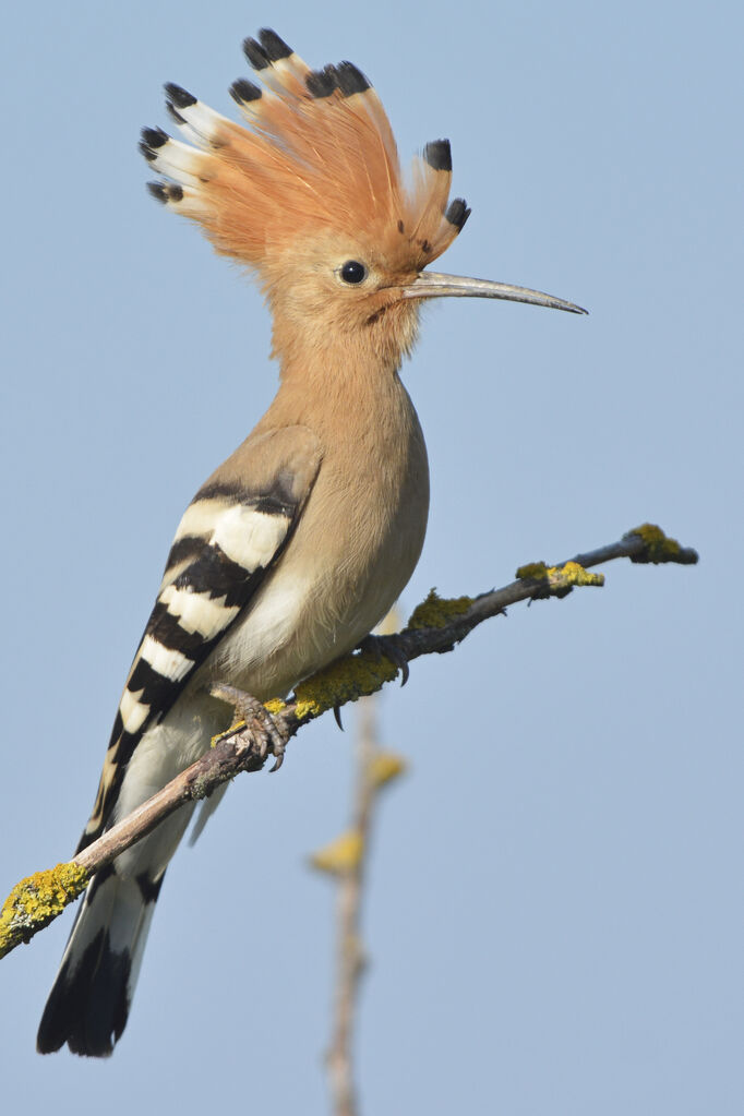 Huppe fasciée, identification