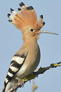 Eurasian Hoopoe