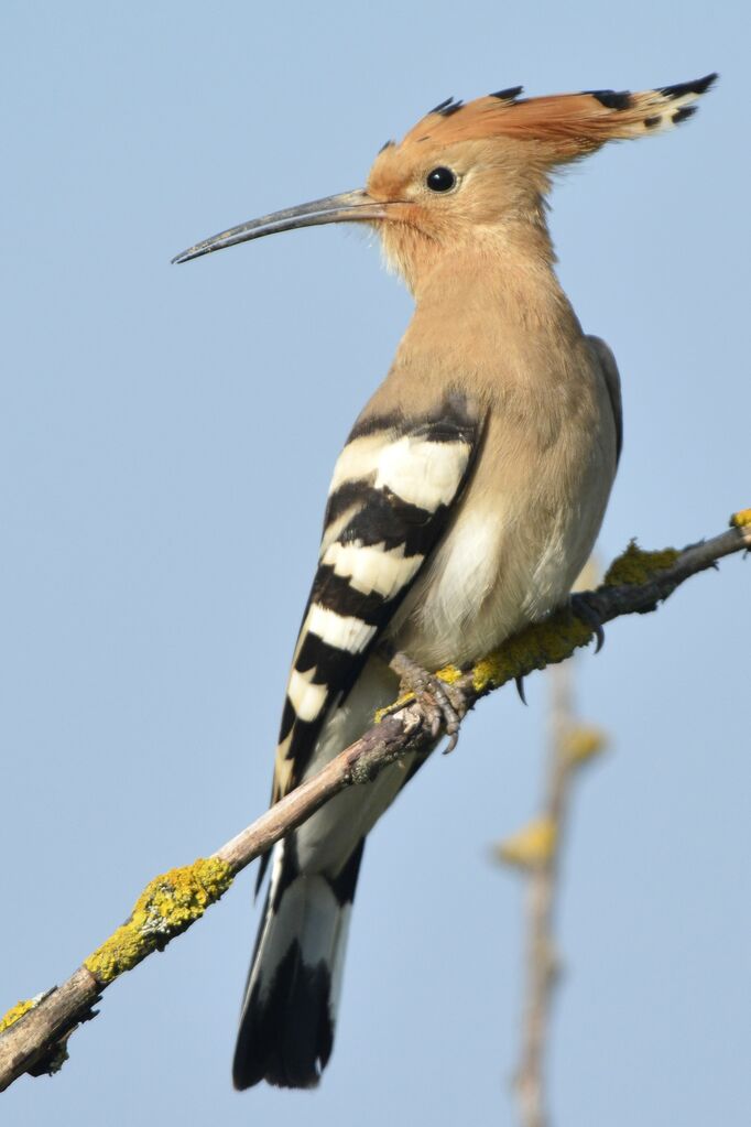 Eurasian Hoopoe, identification