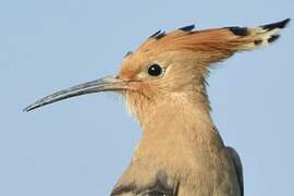 Eurasian Hoopoe