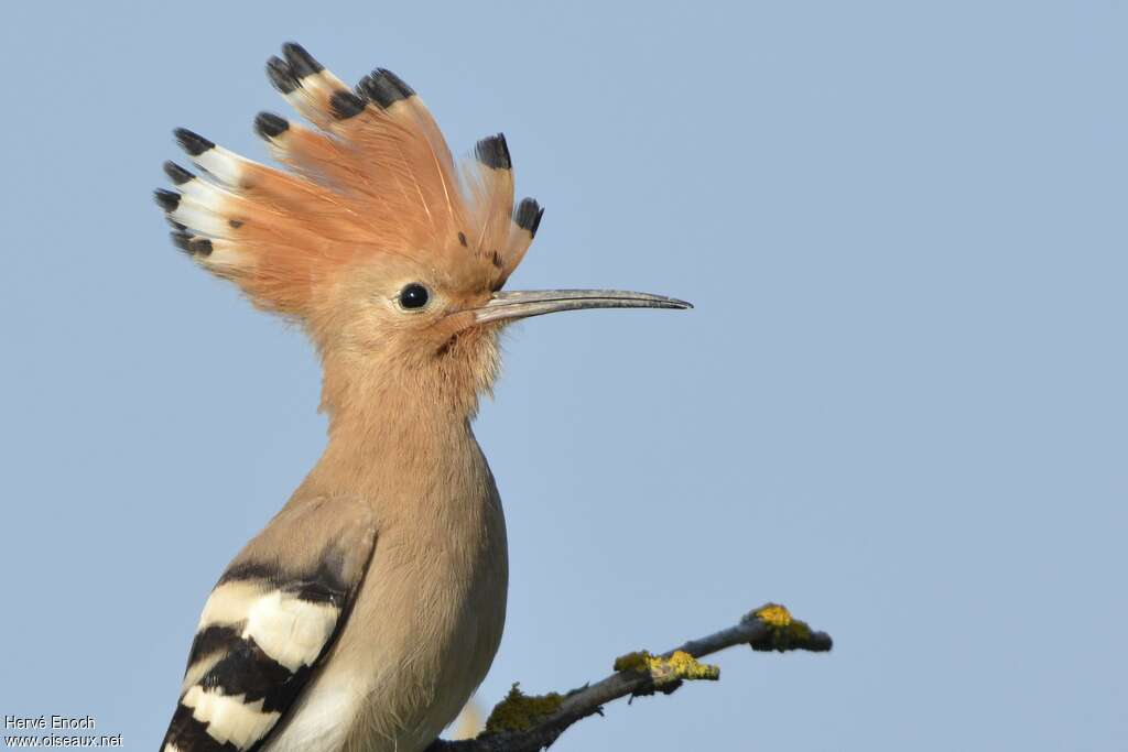 Huppe fasciéeadulte, portrait