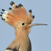 Eurasian Hoopoe