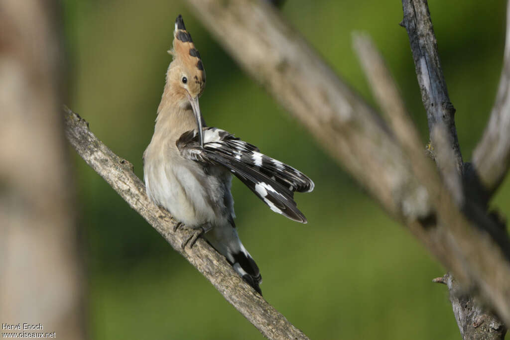 Eurasian Hoopoeadult, care