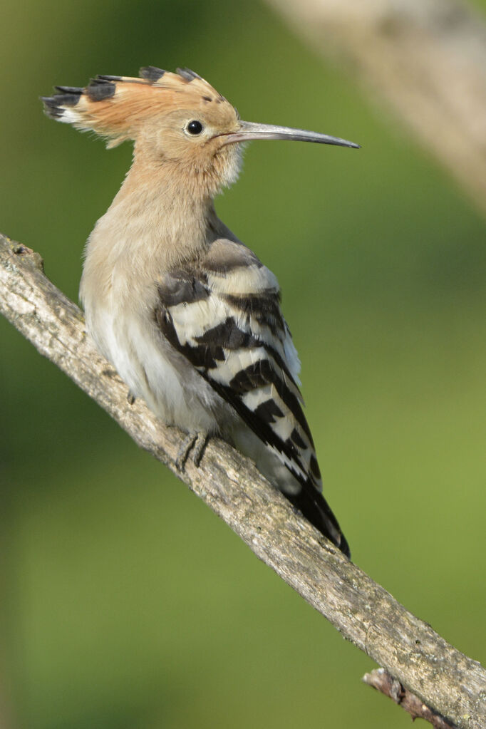 Huppe fasciée, identification