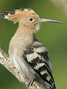 Eurasian Hoopoe