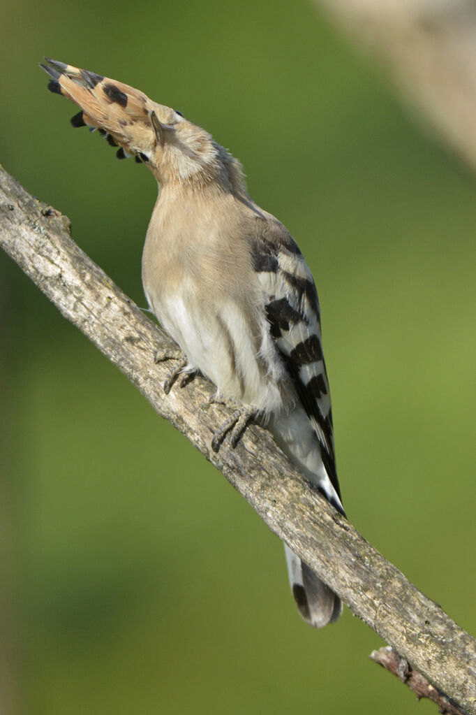 Eurasian Hoopoe