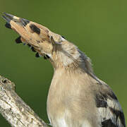 Eurasian Hoopoe