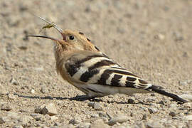 Eurasian Hoopoe