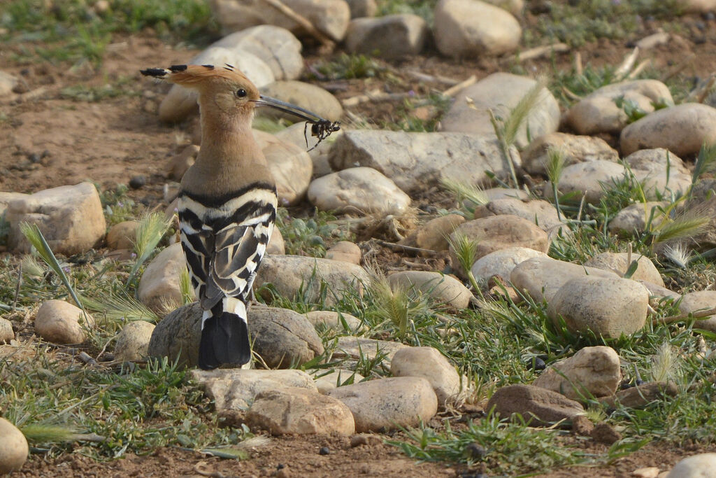 Eurasian Hoopoe, feeding habits