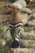 Eurasian Hoopoe