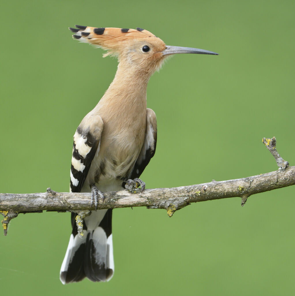 Huppe fasciée, identification