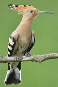 Eurasian Hoopoe