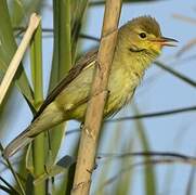 Melodious Warbler