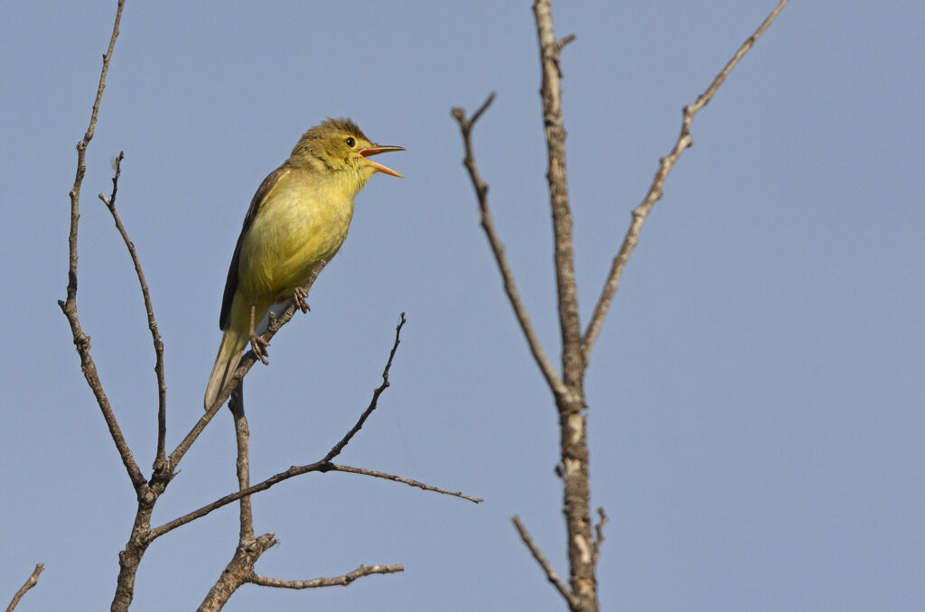 Melodious Warbler, song