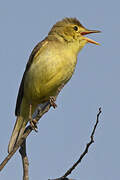 Melodious Warbler