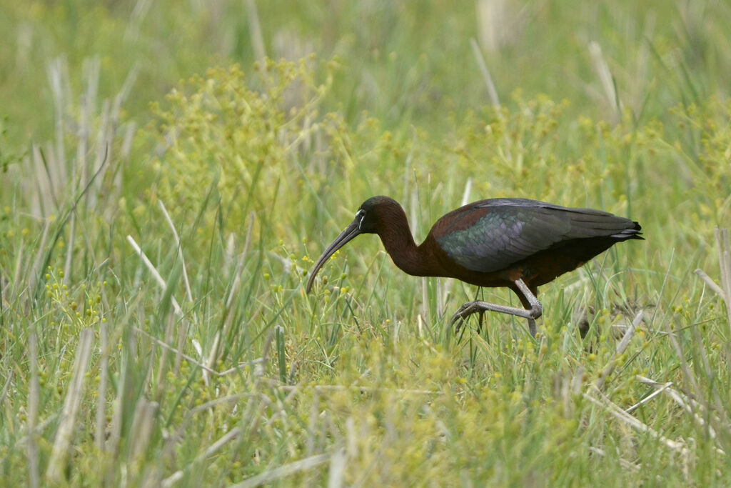 Glossy Ibis, identification