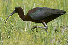 Ibis falcinelle