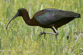 Glossy Ibis