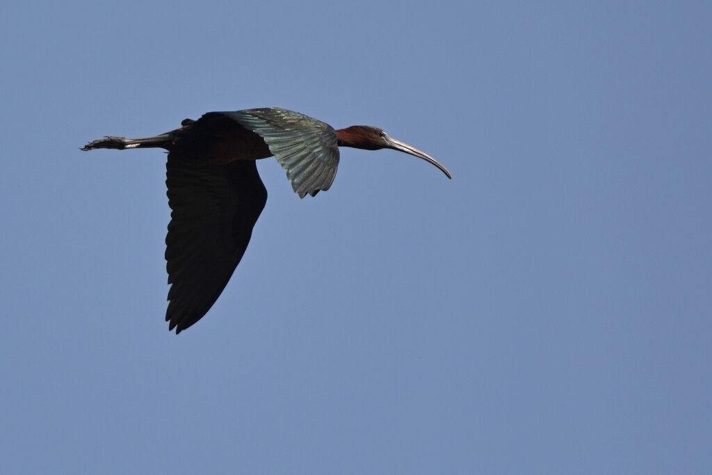 Glossy Ibis, Flight