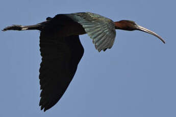 Ibis falcinelle