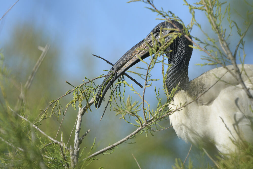 African Sacred Ibis