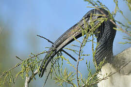 African Sacred Ibis