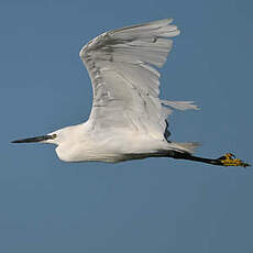 Aigrette garzette