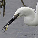 Aigrette garzette