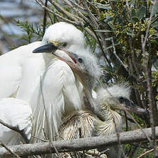 Aigrette garzette