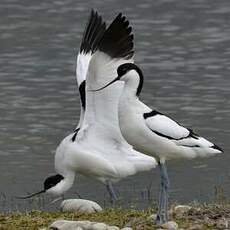 Avocette élégante