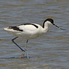 Avocette élégante