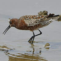 Bécasseau cocorli