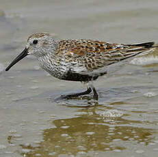 Bécasseau variable