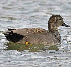 Canard chipeau