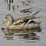 Canard chipeau