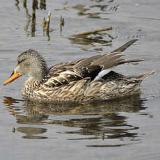 Canard chipeau