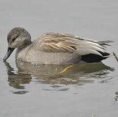 Canard chipeau