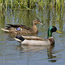 Canard colvert