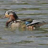 Canard mandarin