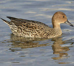 Canard pilet