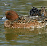 Canard siffleur