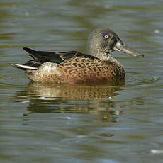 Canard souchet