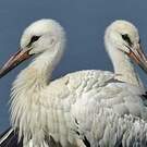 Cigogne blanche