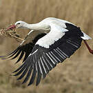 Cigogne blanche