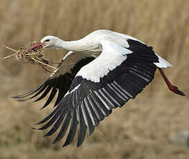 Cigogne blanche