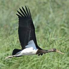 Cigogne noire